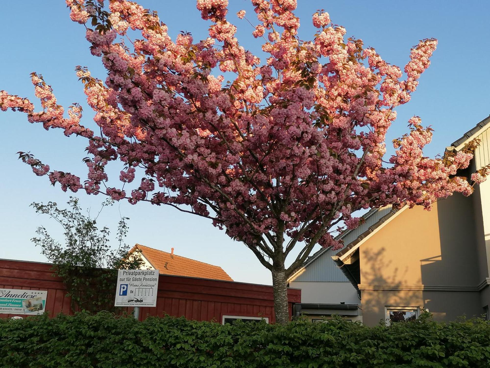 Pension Haus Anneliese Ückeritz Extérieur photo