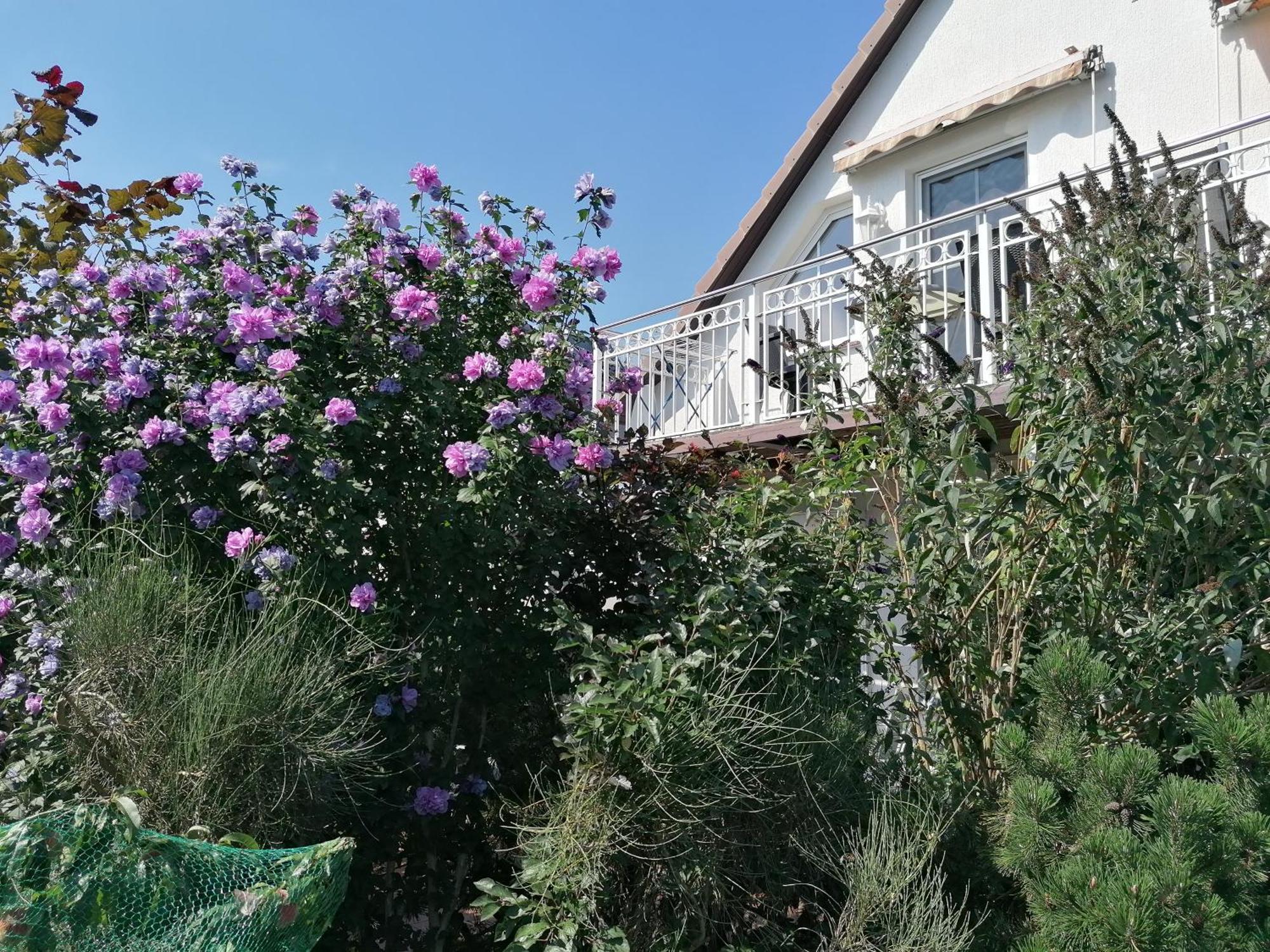 Pension Haus Anneliese Ückeritz Extérieur photo