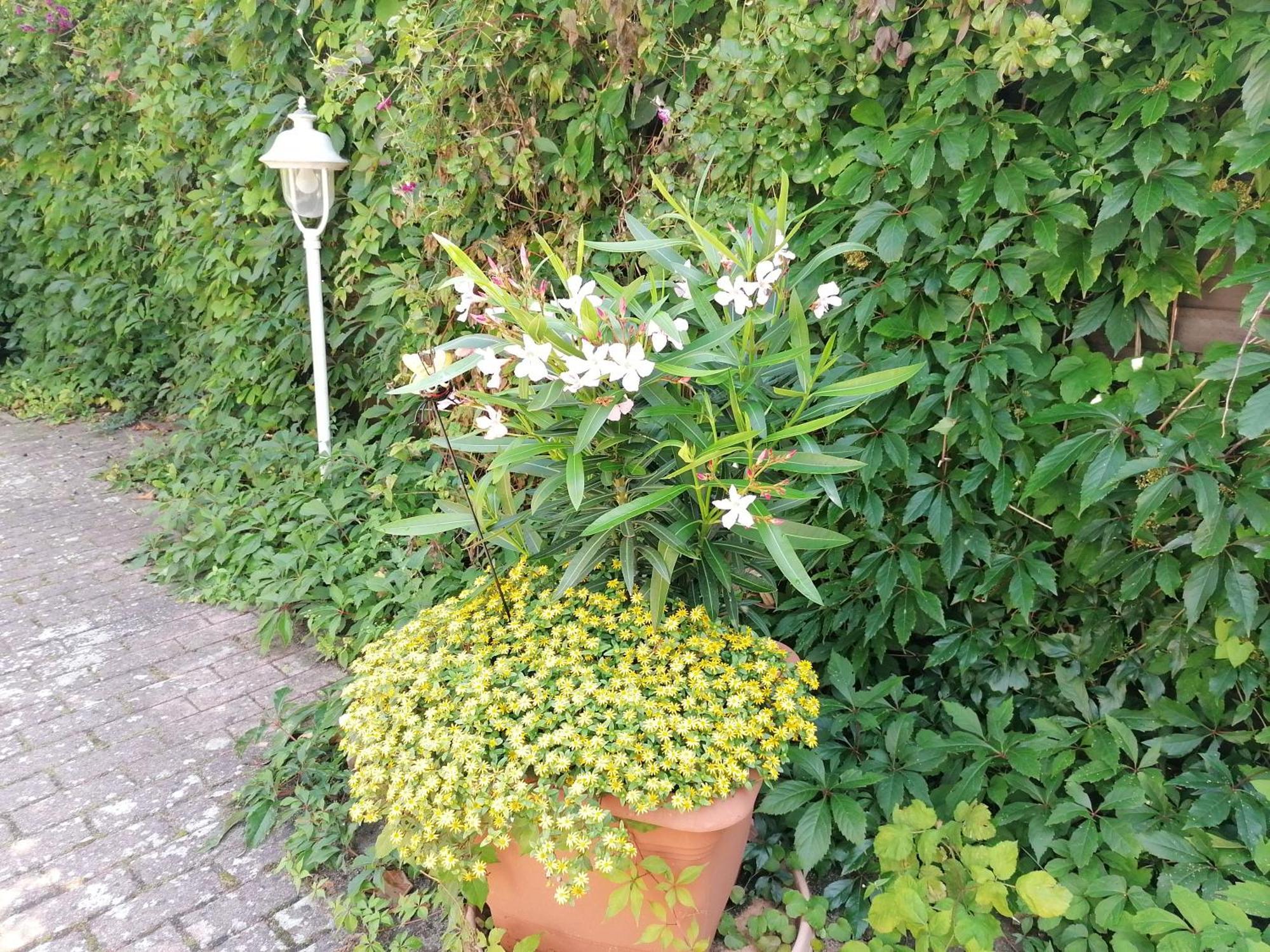 Pension Haus Anneliese Ückeritz Extérieur photo